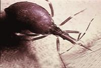 全世界最厉害的五只虫子,全世界最厉害的虫子