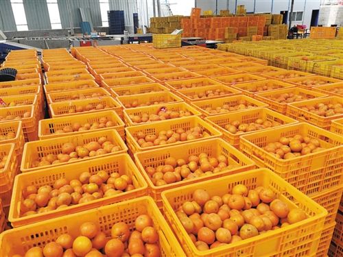 柑橘疯狂扩种下，想卖3块？5块？由你定！——果农如何卖好果