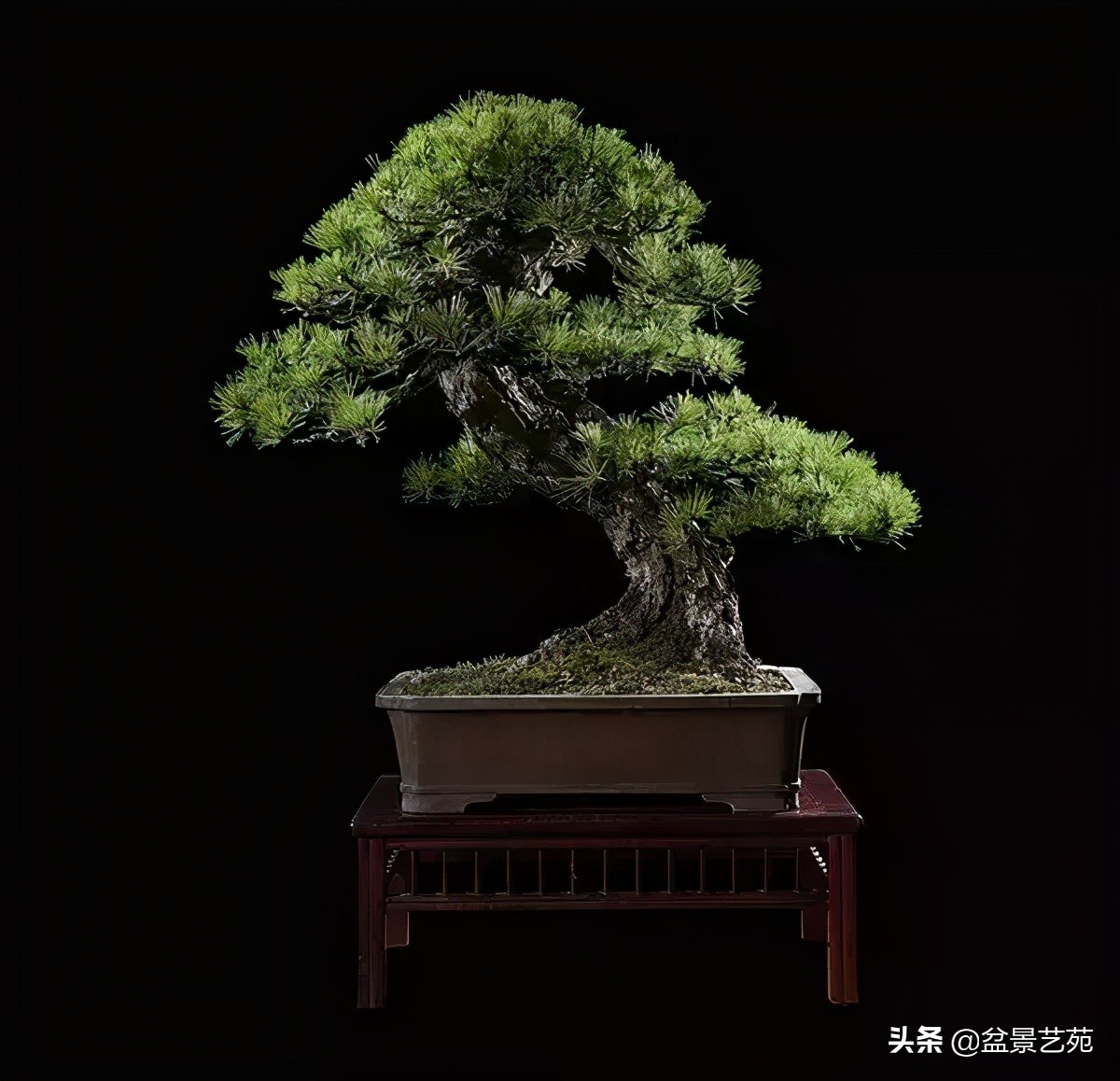 西泠印社砚台最高价拍卖记录,杭州西泠拍卖盆景