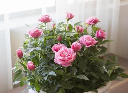 玫瑰花养不好?关键“换盆”要得当,记住小技巧,后期成活更好养