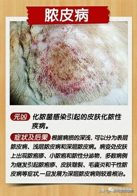 皮肤病狗狗的症状,皮肤病治疗狗狗