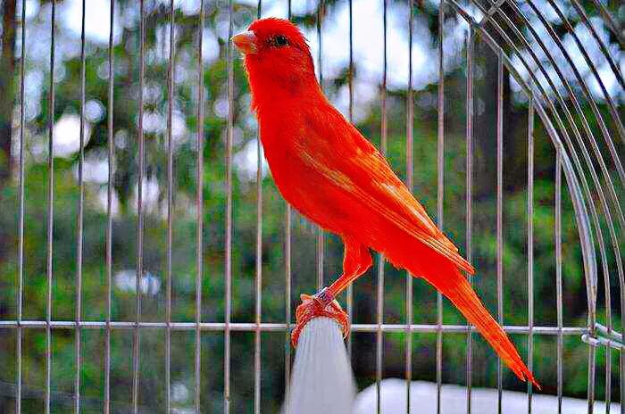 金丝雀鸟品种大全,金丝雀鸟图片及鸣叫