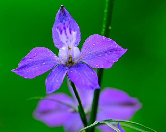 飞燕草苗期管理,飞燕花养护技巧