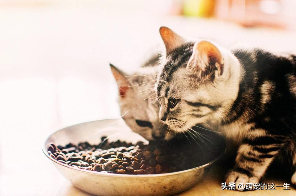 猫咪严重挑食怎么纠正,猫咪不怎么吃猫粮挑食怎么办