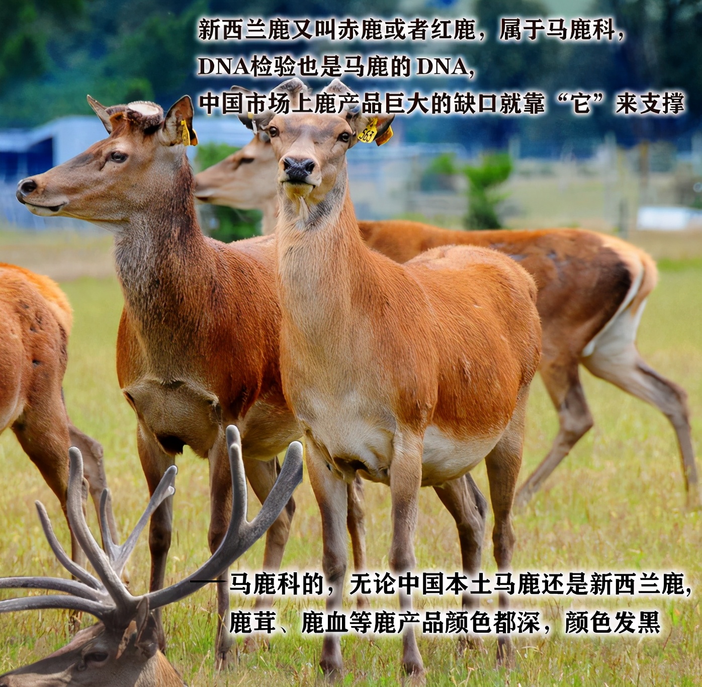 鹿茸片你买对了吗？学习一下再下手吧