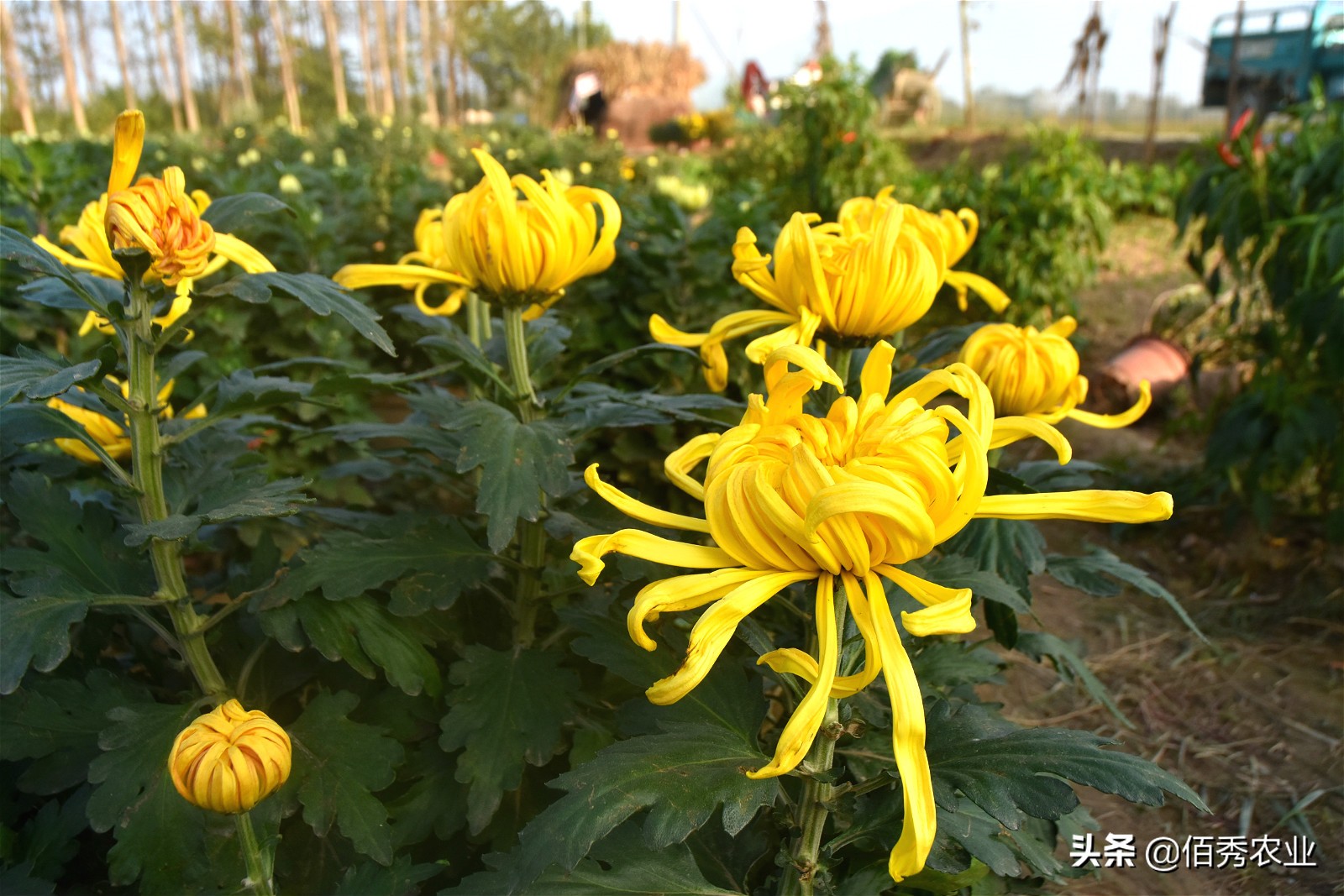 金秋十月菊花鲜,金秋十月菊花怎么样
