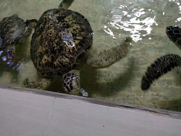 常州金鹰海洋世界门票,常州海洋金鹰海洋世界