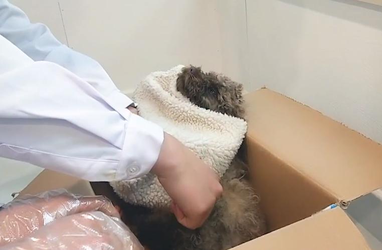 狗狗生产容易难产吗,狗狗生产会不会大出血