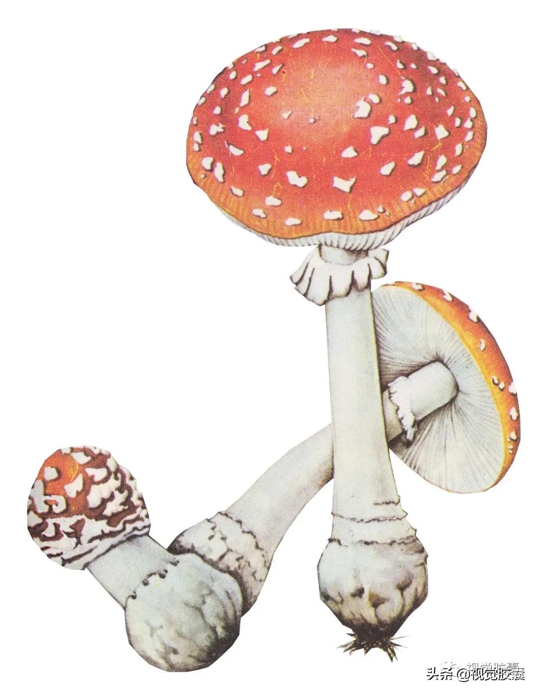 乡村蔬菜大棚的设计,蔬菜精美设计图片