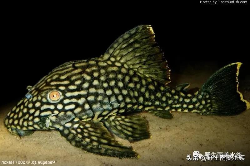 钻石皇冠豹鱼,每天认识一条鱼