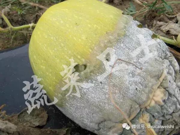 辣椒霉菌病,辣椒疫霉根腐病防治