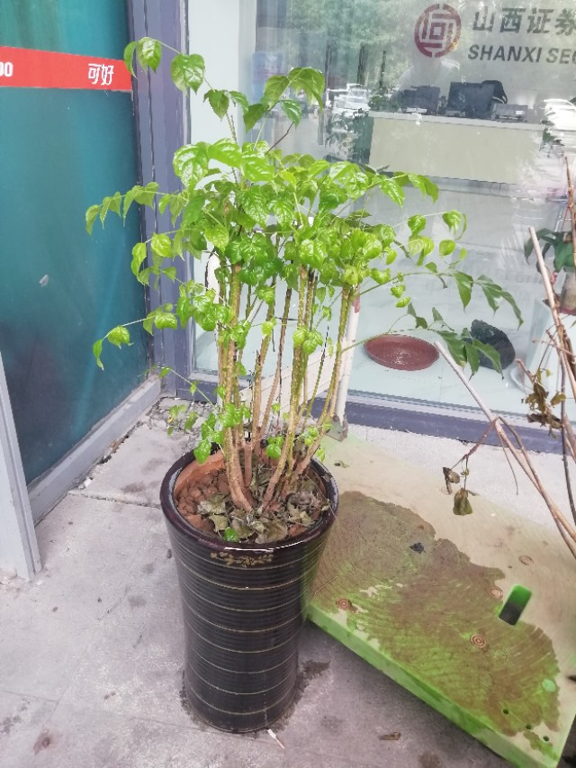 养的花老掉叶子,还越长越乱?老师傅的修剪方法,花越长越旺!