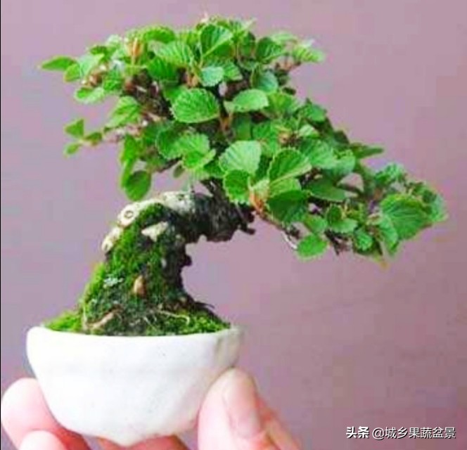 三十多年经验教你制作掌上树桩盆景，形态小巧，造型玲珑别致