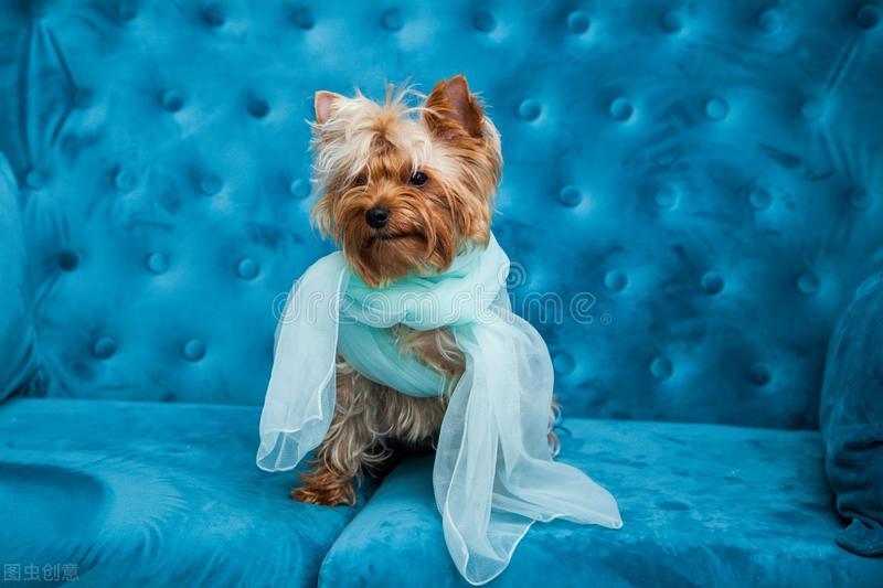 汪星人的常见疾病图片,50种狗狗常见病的症状及治疗方法