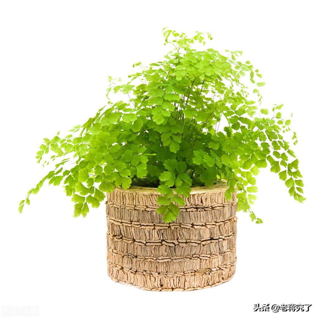 铁线蕨买回家叶子都干了,铁线蕨买回来