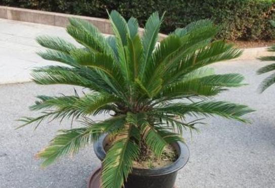 铁树苗怎么移栽最好,铁树幼苗最佳移栽方法