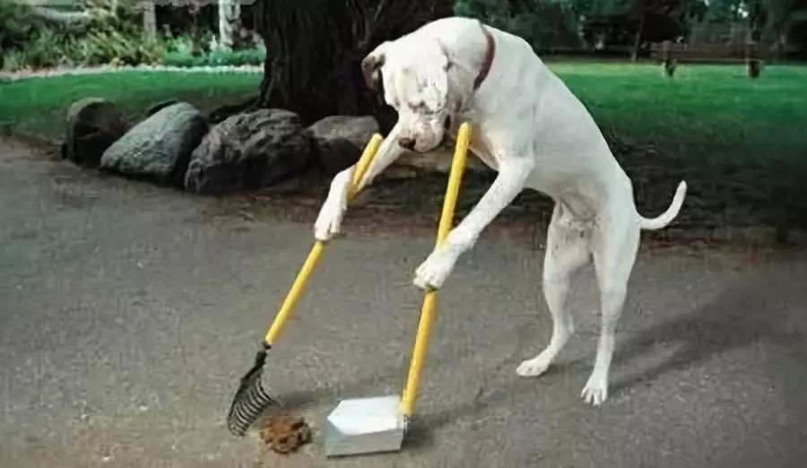 宠物经济市场前景,宠物经济下一个趋势