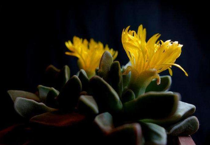 多肉四海波的图片,多肉植物四海波价格