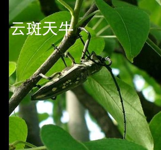 天牛钻心虫最佳防治方法,如何防治天牛类枝干害虫