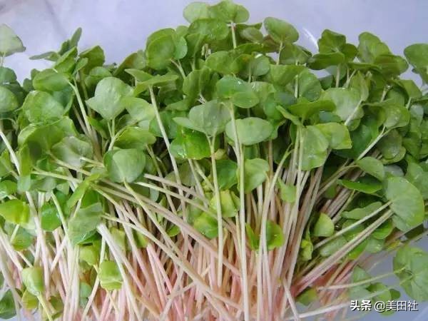 怎么样能纸上种菜,在家种菜可以做什么