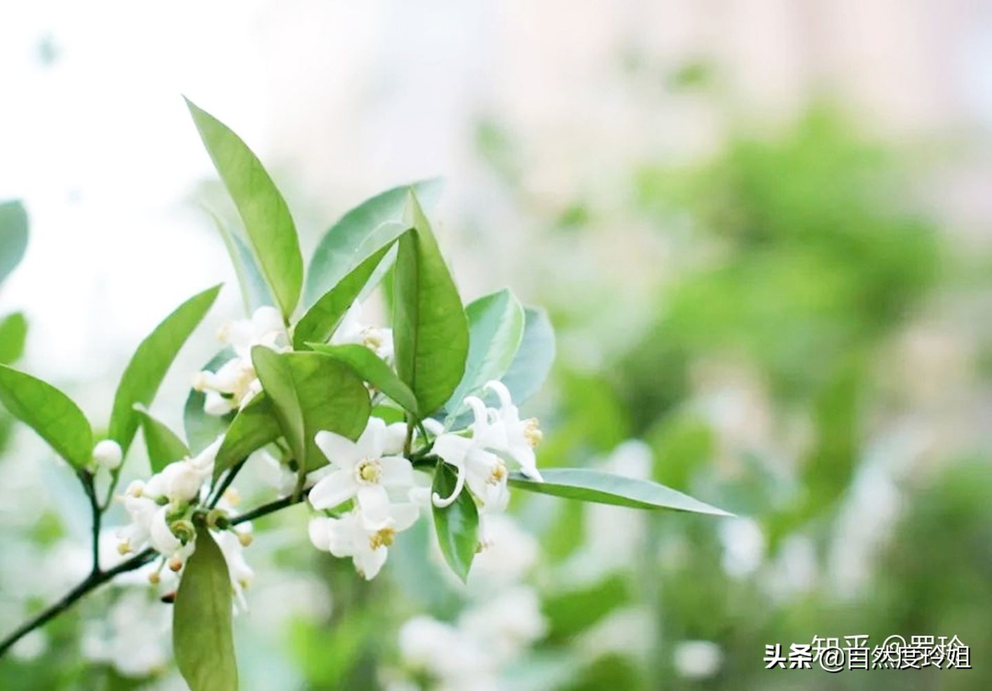 如何快速改善素颜皮肤,怎么做到皮肤又白又发光素颜