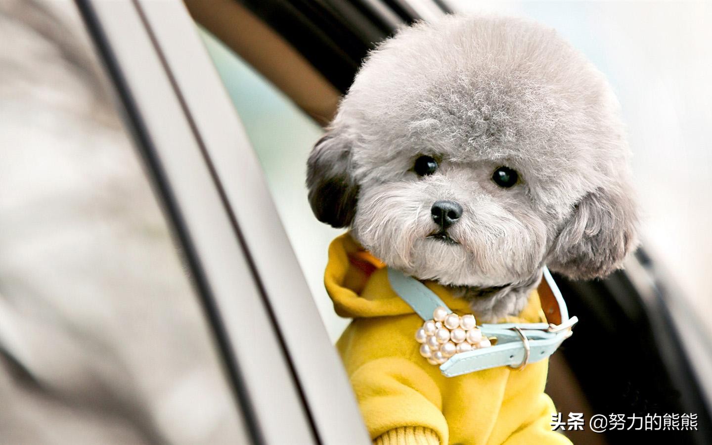 泰迪幼崽什么时间可以剃胎毛,泰迪幼犬胎毛是剃光还是剪短呢