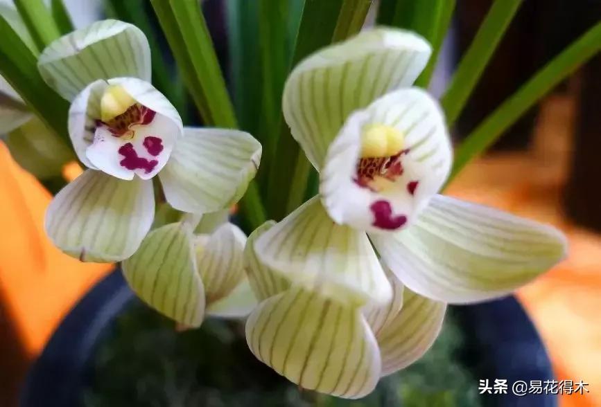 兰花春兰四大名品,兰花十大名品是哪些