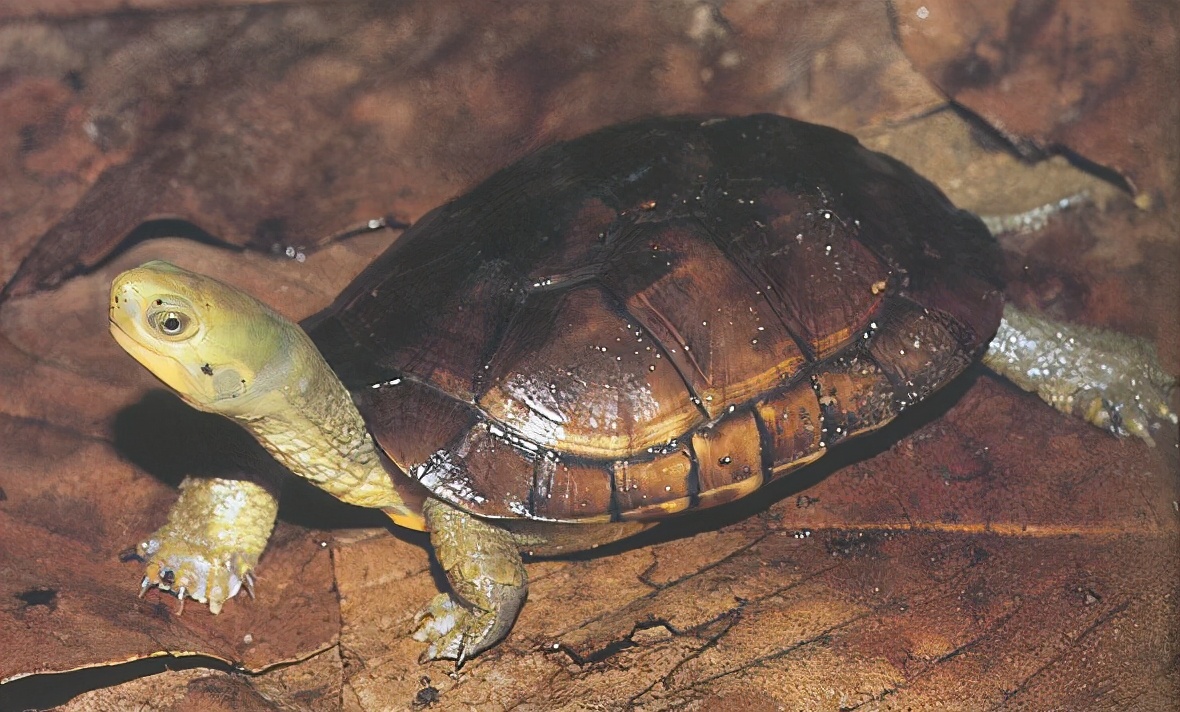 各种龟类图片大全大图,龟类展示会