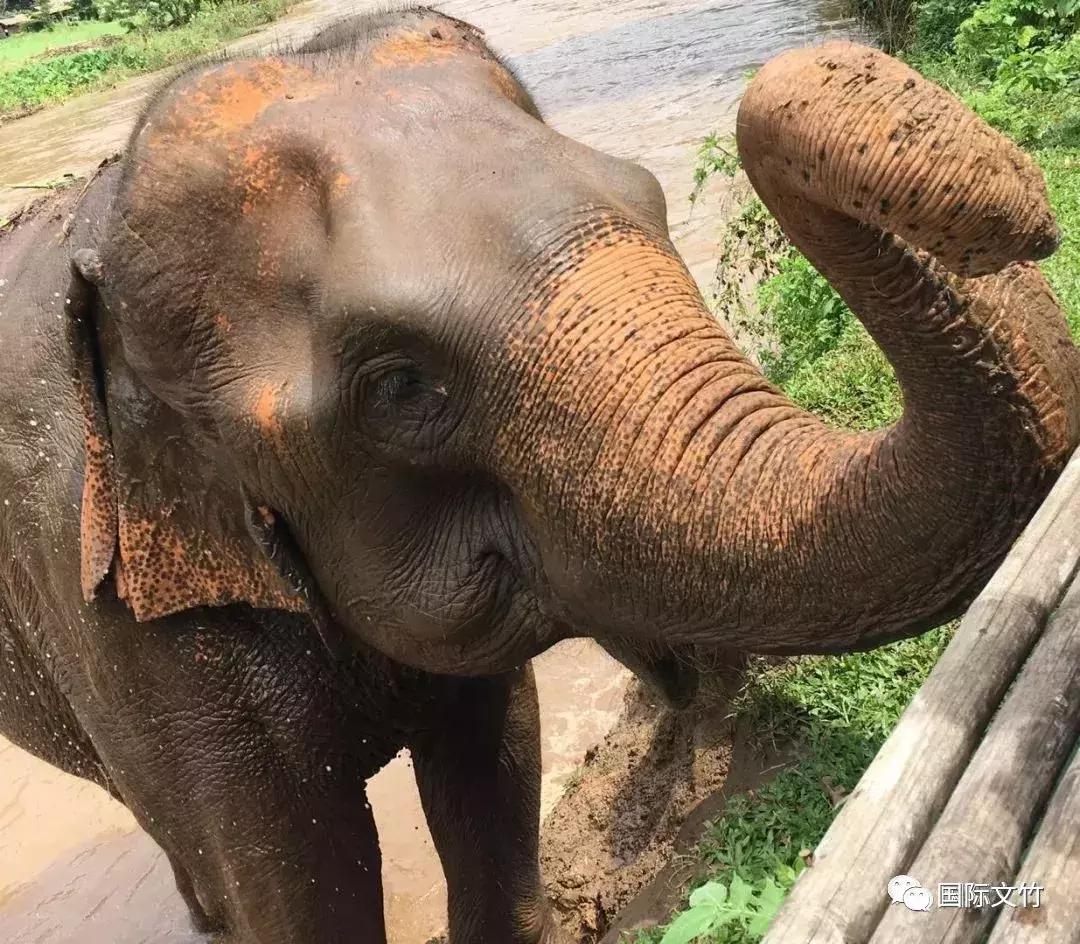 丛林深处，爱上“大脚丫”