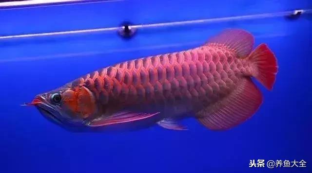 中国最贵的观赏鱼排行榜top10,最贵金龙鱼观赏鱼多少钱一条