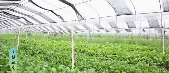 广东清远农民丰收节,清远市庆祝农民丰收节