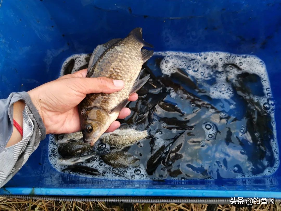 连续几天钓一个窝子鱼越钓越小,经常在同一个位置鱼越钓越小了