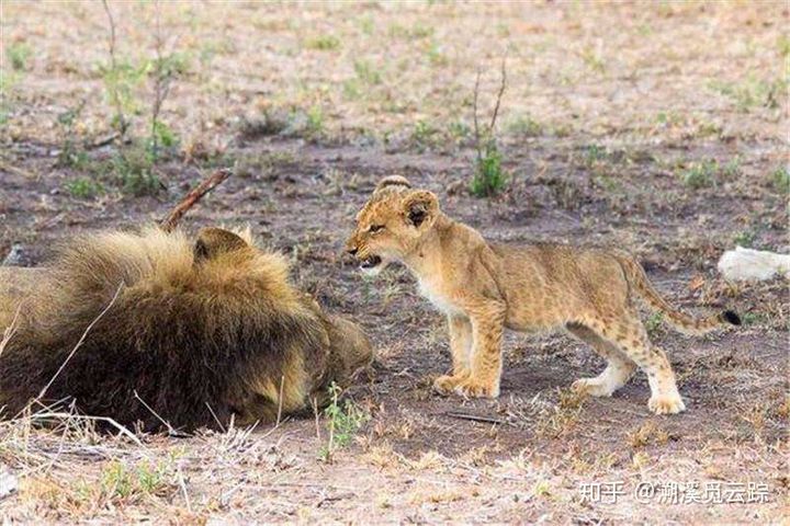 有哪些容易被认错的动物,容易被欺负的动物有哪些