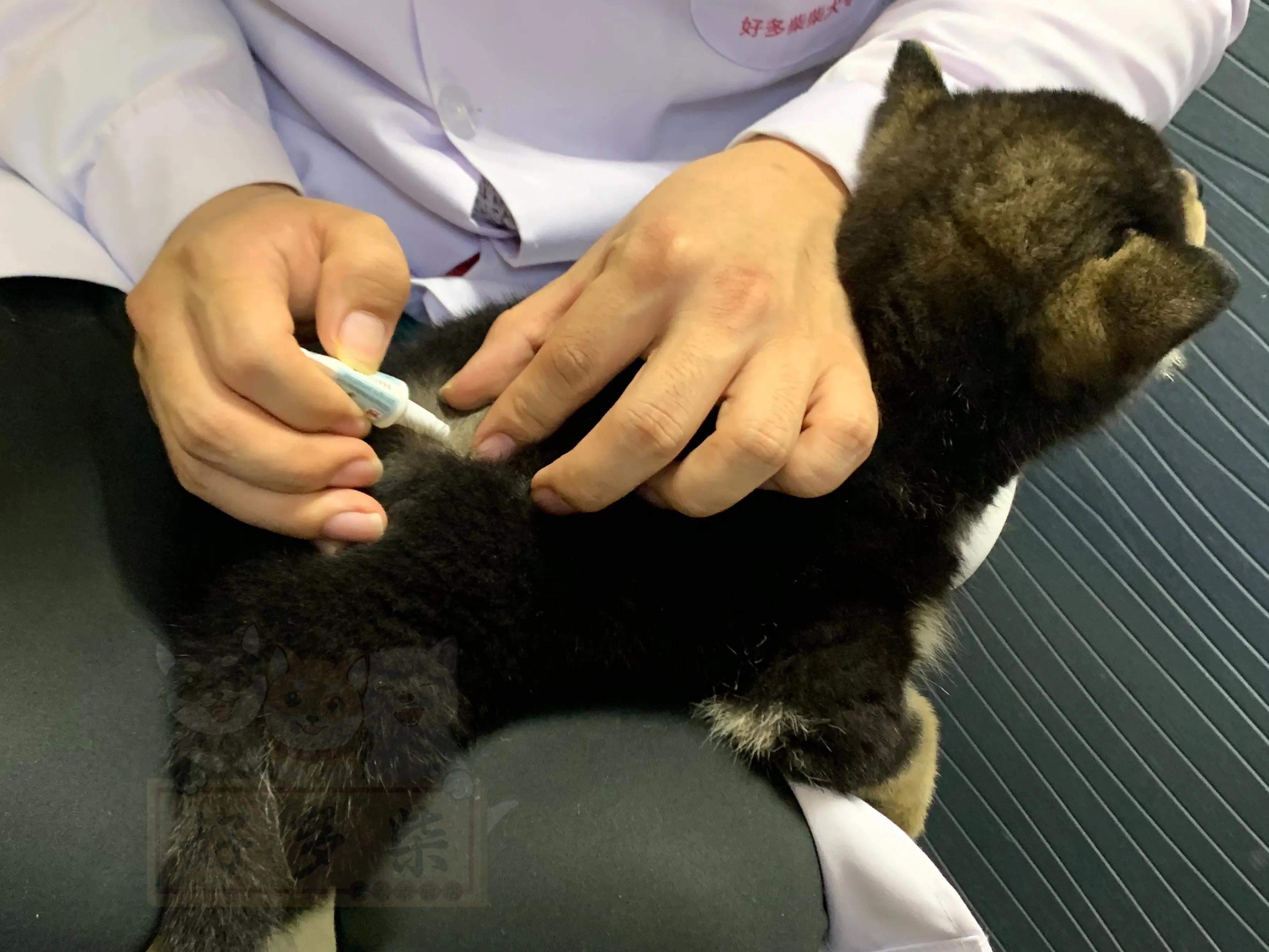 如何正确给狗狗驱虫,生产完的母柴犬几天驱虫