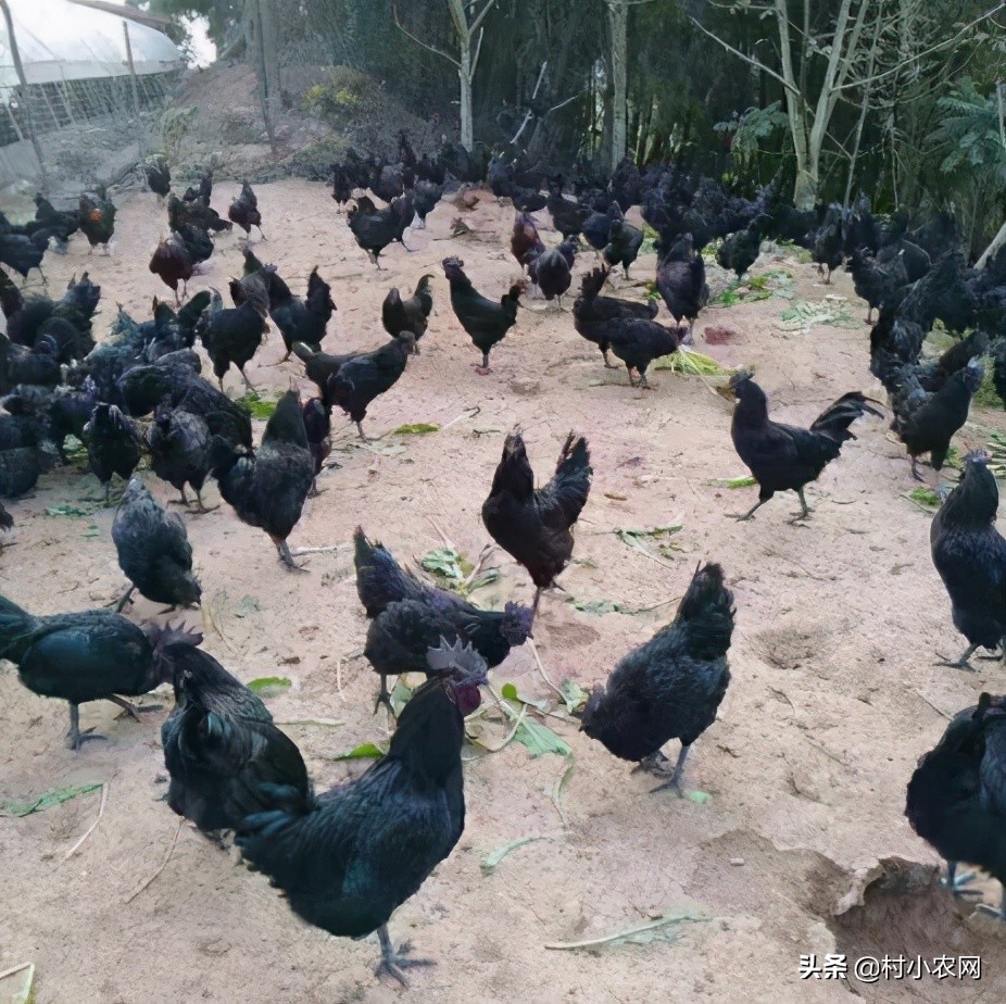 农村最赚钱的创业项目是,2022年农村创业致富的好项目