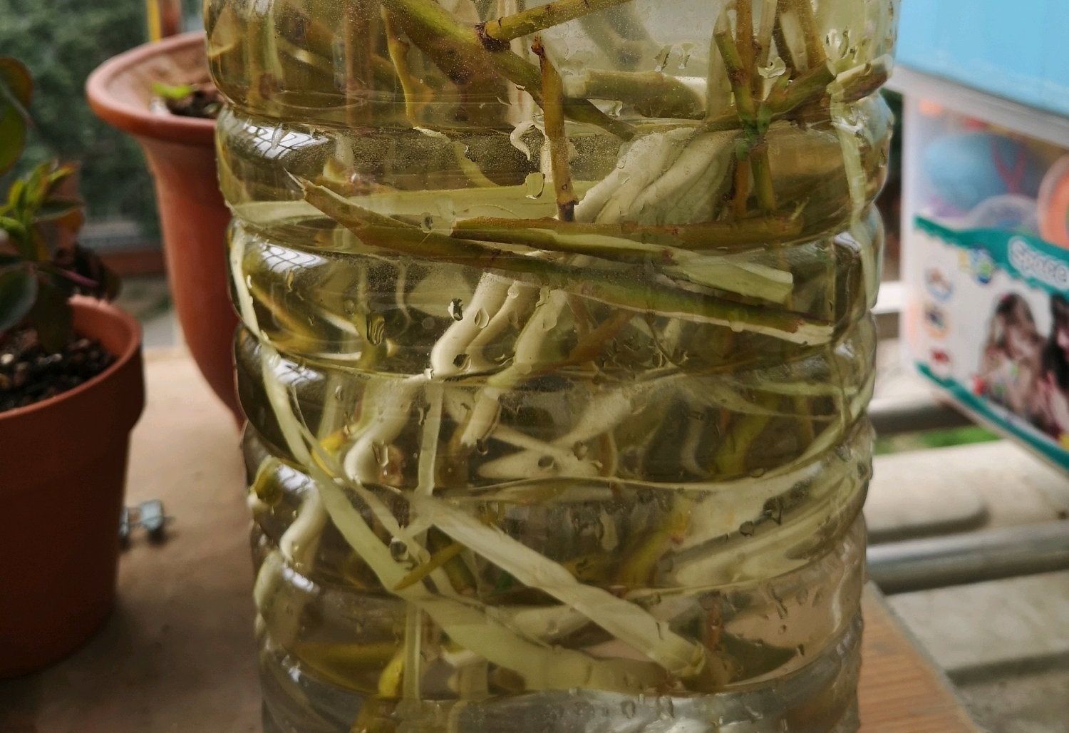 柳树枝泡水浇君子兰防烂根吗,君子兰根可用柳枝水泡吗