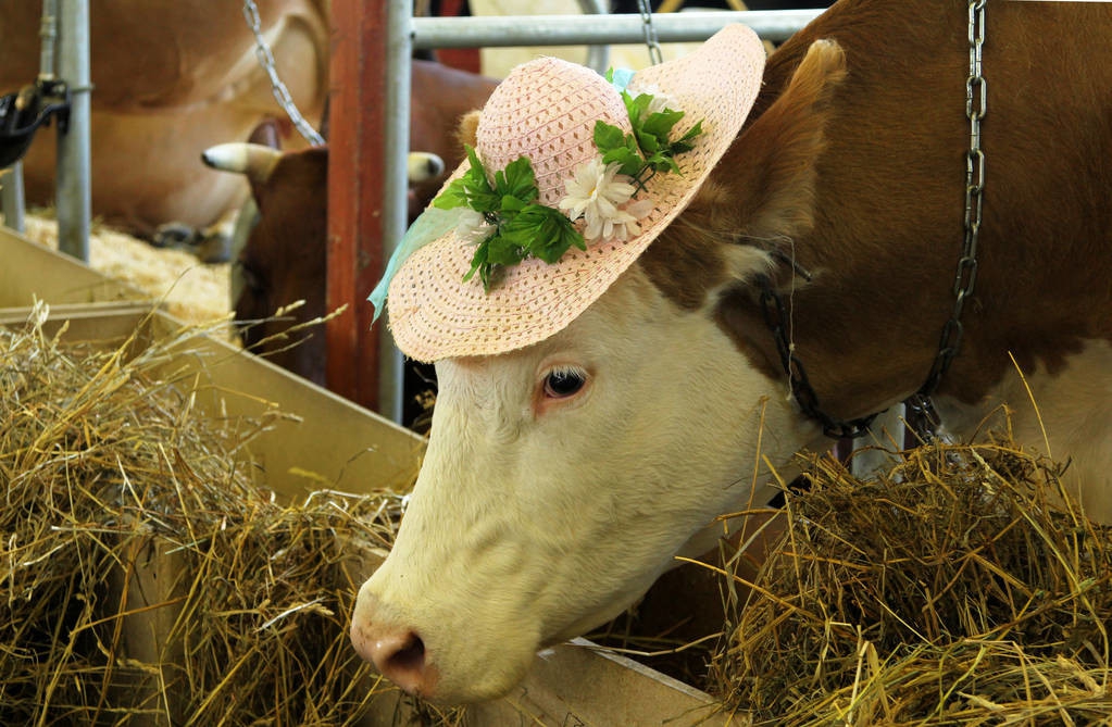 母牛产后胎衣不出来怎么处理,母牛产后胎衣不下解决方案