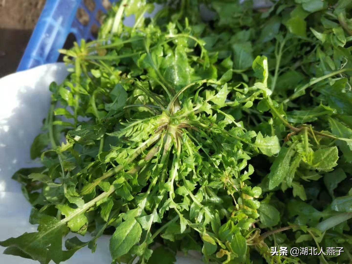 常见野菜的种类和图片大全 (各种野菜大全带图片)