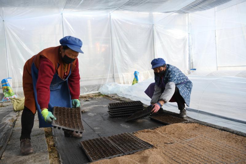 盒马鲜生普通蔬菜供应,盒马鲜生蔬菜供应