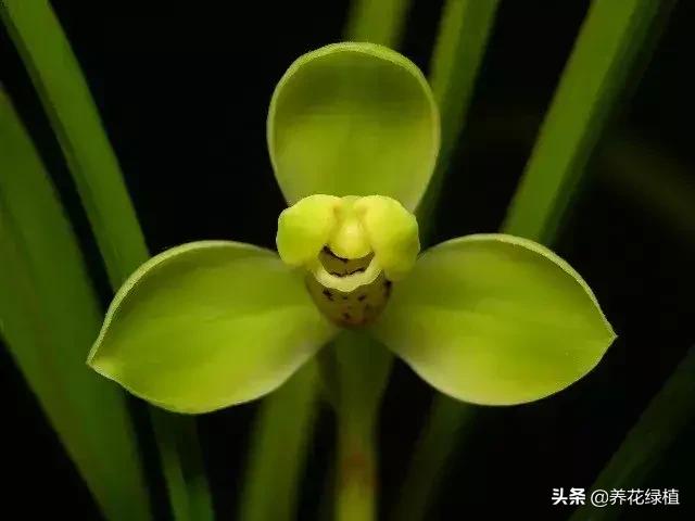 春兰怎么养又粗又好看,春兰哪种好养