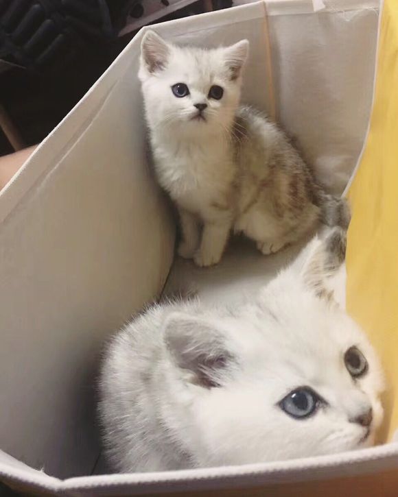 两个月的小猫感染猫瘟，只怪自己贪便宜，买了不该买的猫