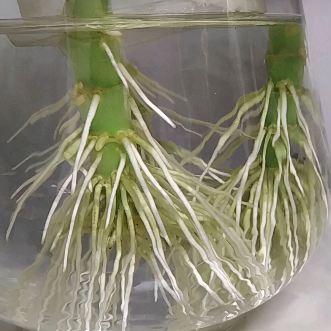 新买的富贵竹枝干，水培迟迟不生根，该怎么解决？