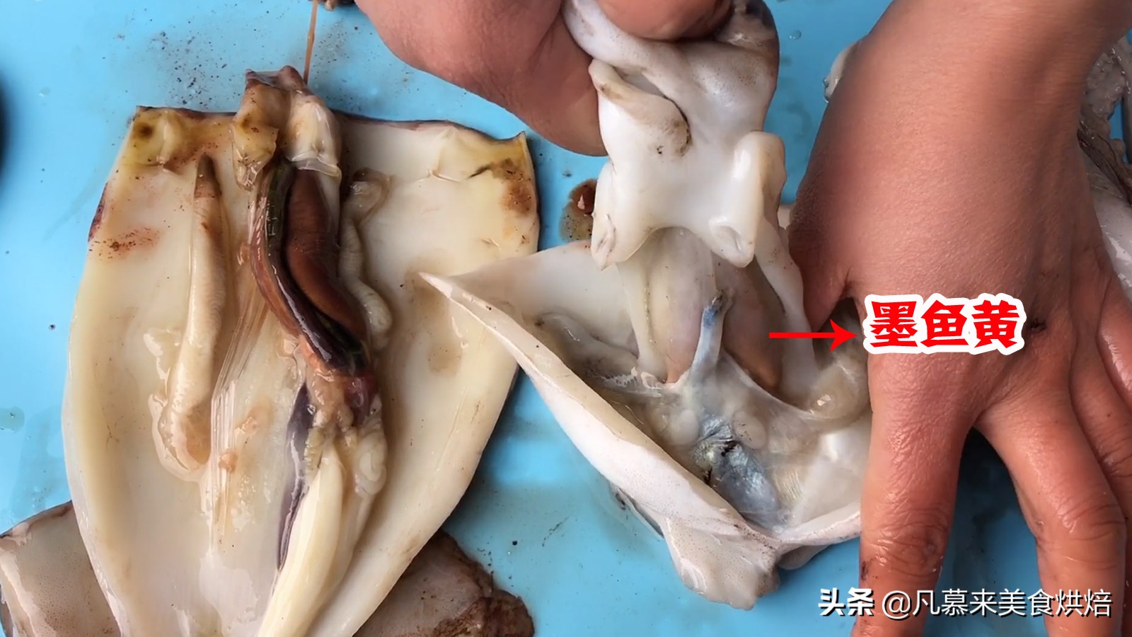 海兔墨鱼和八爪鱼哪个好吃,八爪鱼墨鱼鱿鱼海兔