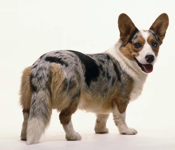 世上最罕见的狗品种图片,全世界狗品种视频