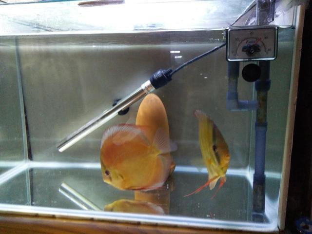 怎么清除鱼缸里的水泡,鱼缸缸壁上的气泡多久能消除