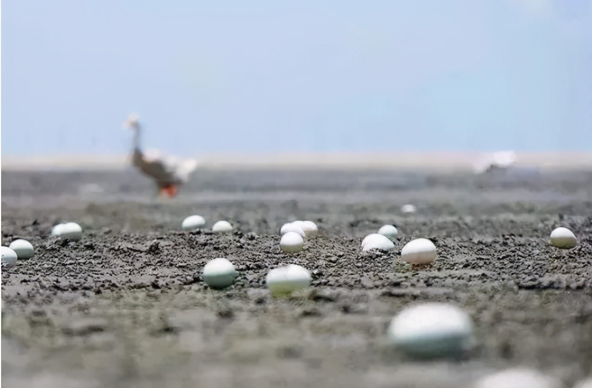 海鸭蛋为什么里面有油,海鸭蛋有造假的吗