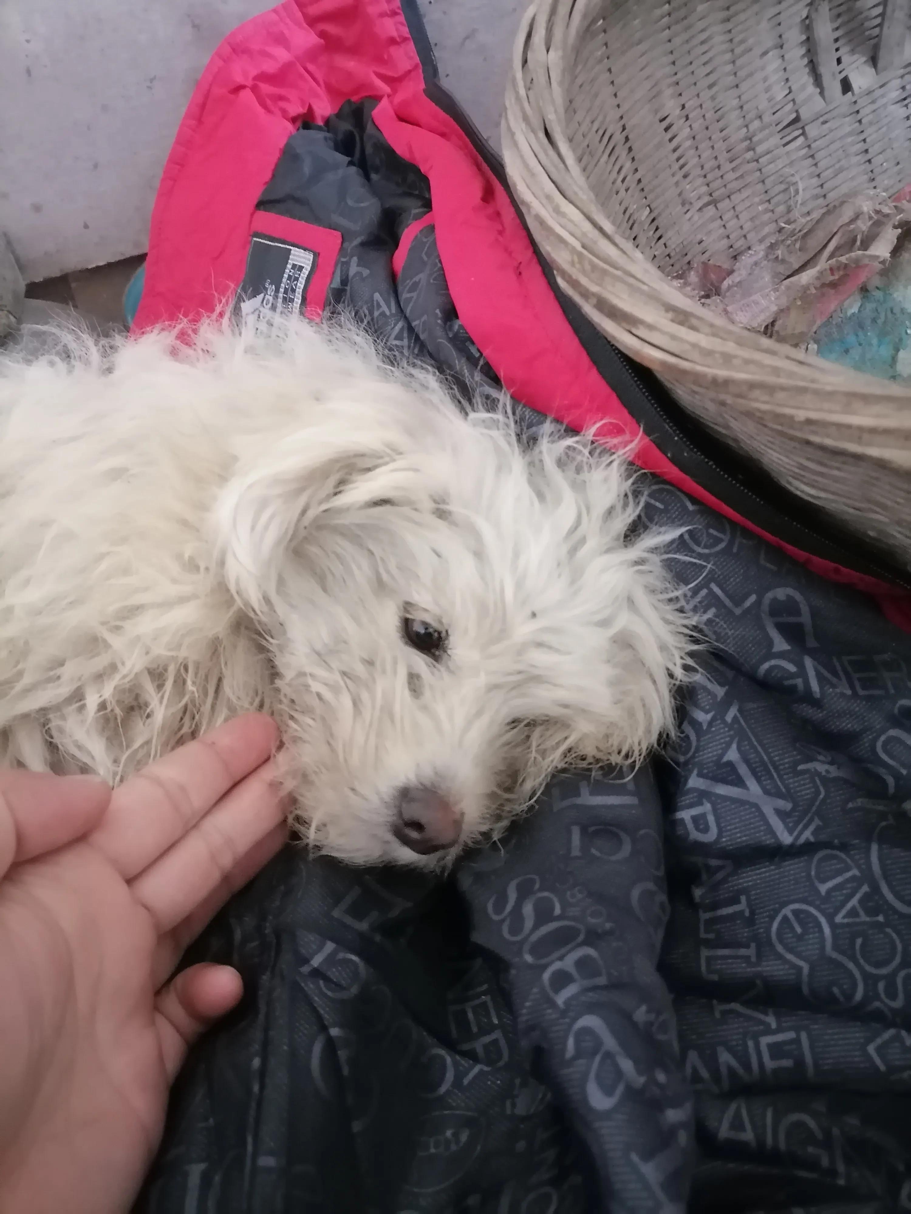 犬细小治疗心得,犬细小发病图片