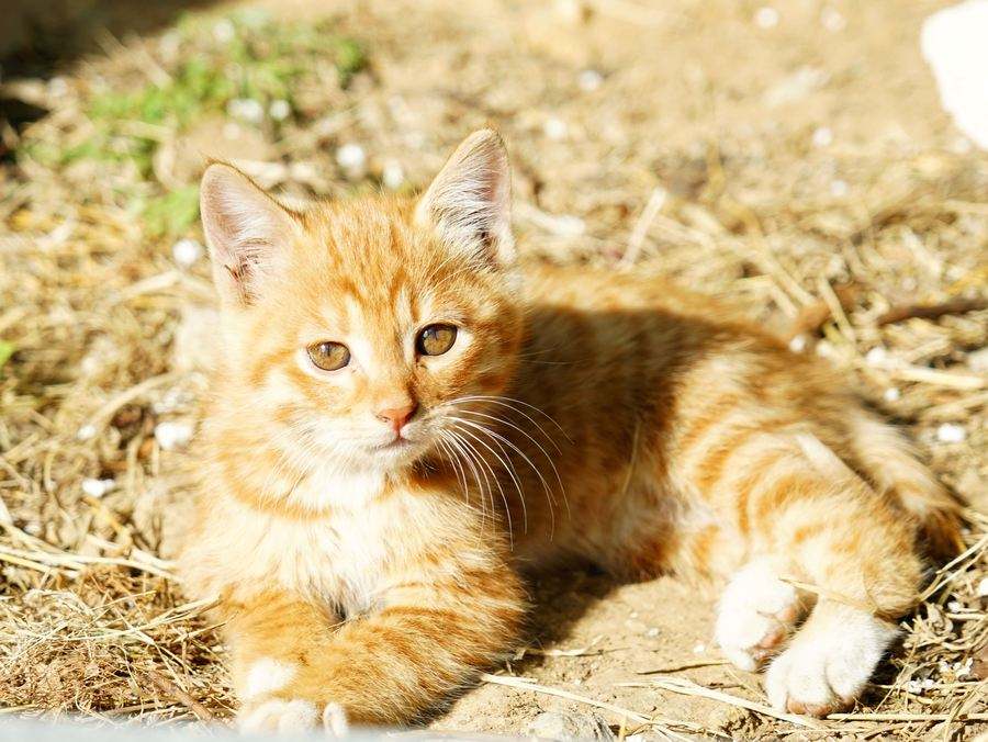 中华田园猫古代名称图鉴,古代人怎么挑选猫