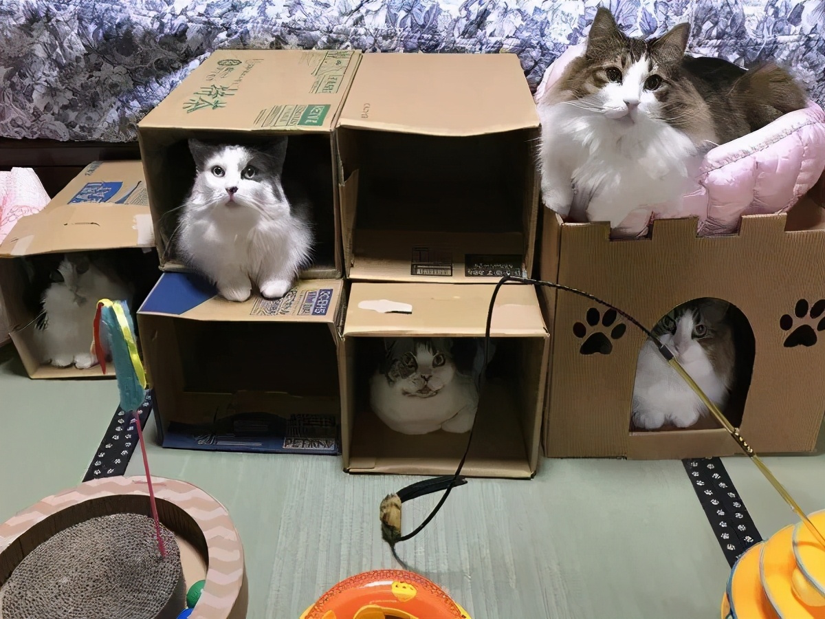 网友晒出5颗巨型毛球，救命！我快要窒息了