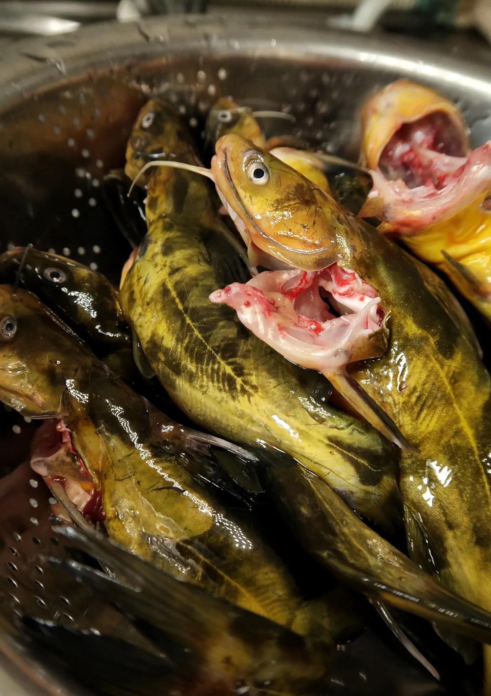 黄辣丁拿盐巴和料酒腌渍搓洗,它胡子刺很利,要格外小心。